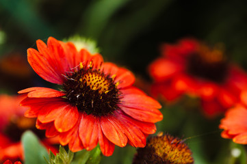 Bright red flower (Helenium)