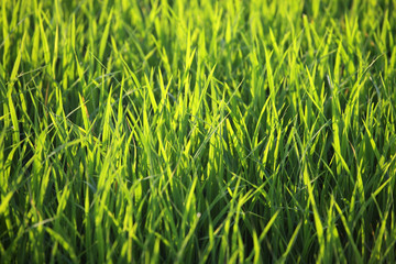 sunlight on green paddy field background.