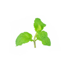 Mint leaf green plants isolated on white background, peppermint