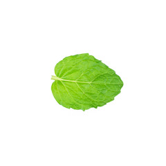 Single mint leaf isolated on white background