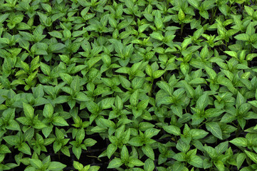 Seedlings of sweet pepper in hreenґouse month 30 days of age