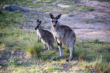 Eastern Grey Kangaroo