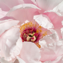 Paeonia suffruticosa Flower pink close-up
