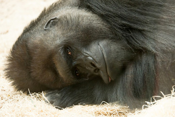 Fototapeta premium gorilla