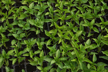 Fototapeta na wymiar Seedlings of sweet pepper in hreenґouse month 30 days of age