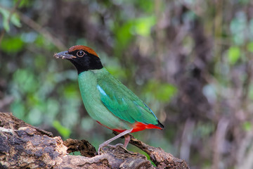 Hooded Pitta