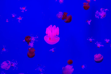 Small jellyfishes in aquarium