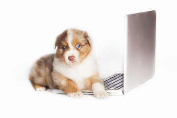 Animales y tecnología