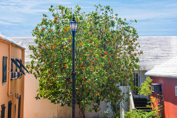 Fototapeta na wymiar Orange Flowering Tree