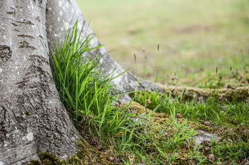 grass