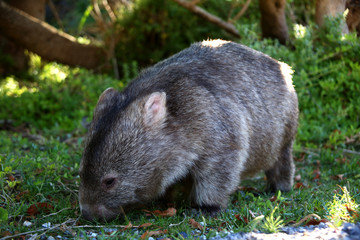 Wombat