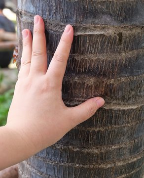 Hand Touching Palm Tree in A Garden