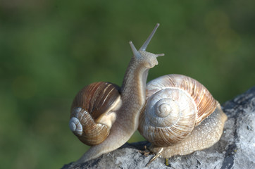 Weinbergschnecke auf Stein