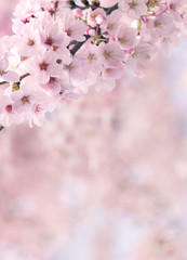 Fototapeta premium Vintage sweet soft tone of sakura or cherry blossom flower full
