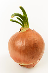 bulb onions