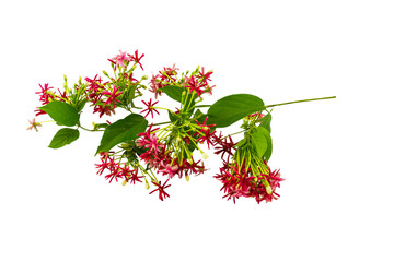 Colorful flower Drunen sailor, Rangoon creeperQuisqualis Indica on white background.Saved with...