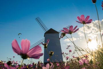 windmill on comos flower field
