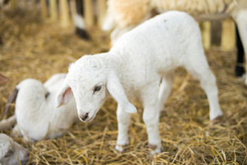 Obraz premium baby white sheep lamb in farm