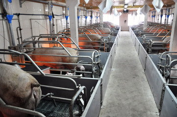 The modern livestock farm for growing pigs