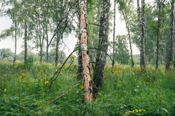 Obraz premium Damaged birch in forest