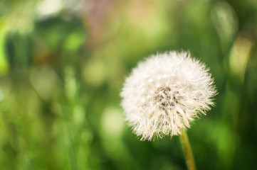 White dandelion on nature