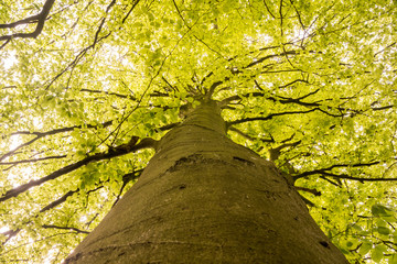 Obraz premium Printemps