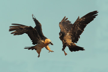 fighting bearded vultures
