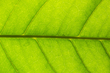 Fototapeta na wymiar Background pattern of leaf