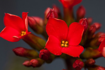 Fototapeta na wymiar Four red petal flower Kalanchoe Flower tropical succulent plant or better known as Widow's-thrill