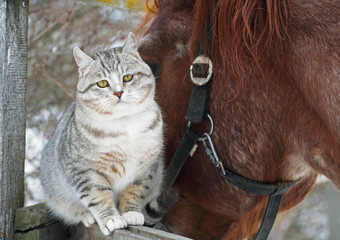Young the gray cat contacts to a horse