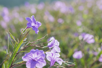 Purple flowers in the park