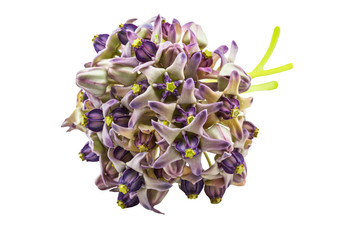 Colorful white and purple flower, Crown Flower, Giant Indian Milkweed isolated on white.Saved with clipping path.