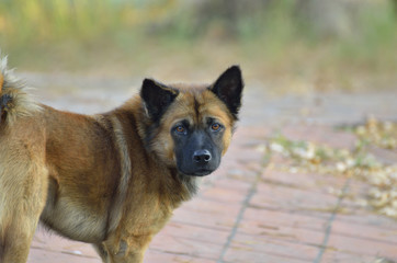 Dog portrait (Selective focus)