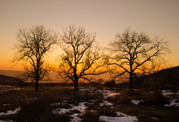 Fototapeta na wymiar lonely tree silhouette on open field at sunset vibrant orange. Mountains of Azerbaijan Caucasus