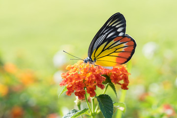 Butterflies and Flowers