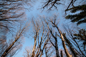 Bottom view of tall old trees in winter forest Blue sky in background. Azerbaijan, Caucasus