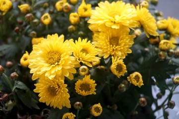 Yellow flower lawn daisy dandelion or better known as Bellis Perenni