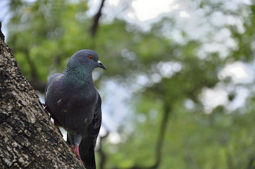 Pigeon in the garden  (selective focus)
