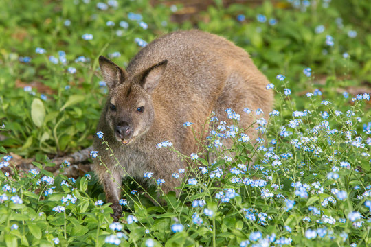 Bennett's wallaby on Bruny Island Tasmania