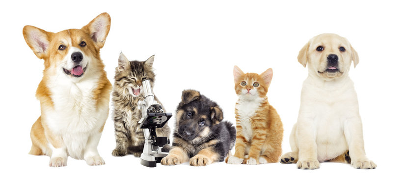 kitten and puppy and microscope