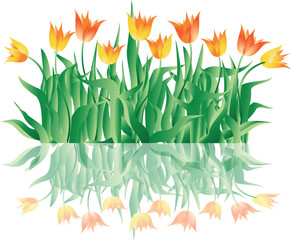 Tulips. Grass and spring flowers.Vector image. Element for design holiday greeting cards with Valentine's day, women's day, engagement, wedding or birthday.