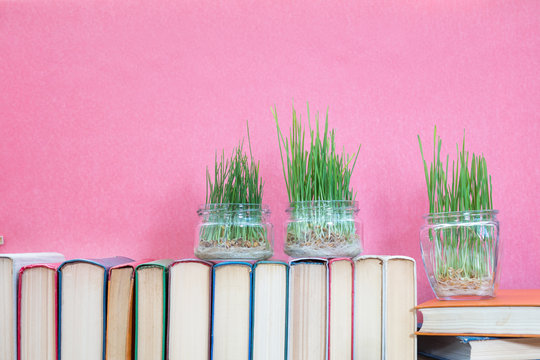 Seedlings of green wheat sprouts germinated wheat in glass jar on books over pink background. Agriculture education concept.