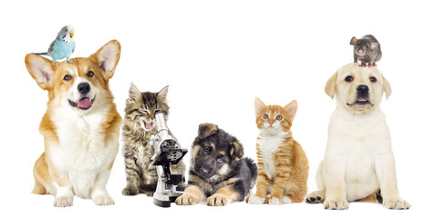kitten and puppy and microscope