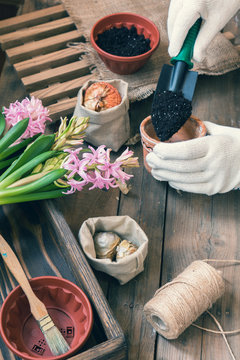 Gardening and planting concept. Woman hands planting hyacinth in ceramic pot. Seedlings garden tools, tubers (bulbs) gladiolus and hyacinth,  flowers pink hyacinth. Toned and processing photo.