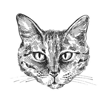 illustration portrait of cat