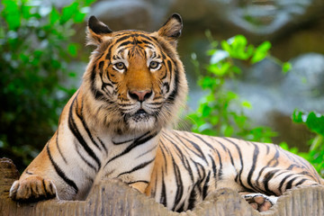 Fototapeta na wymiar Bengal tiger