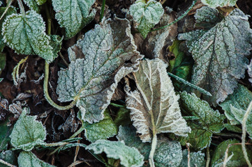 Frozen green leaves covered with frost. Closeup.