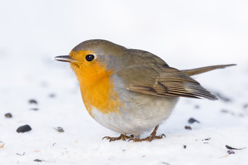 robin on a branch