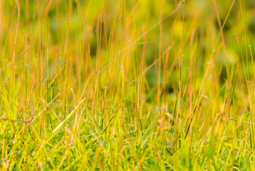 Blur meadow in the evening