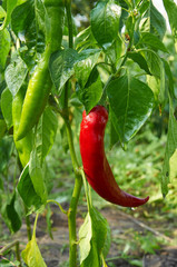Red long hot pepper